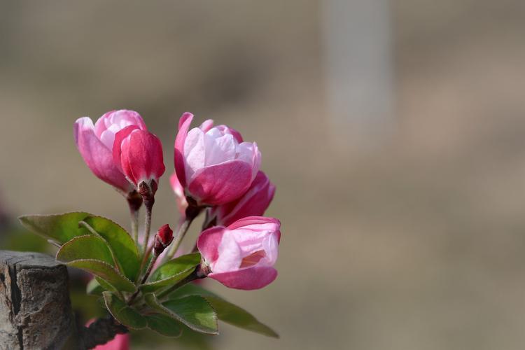 【海棠花开纪念酒】——酒香花香的完美结合，享受不一样的美味