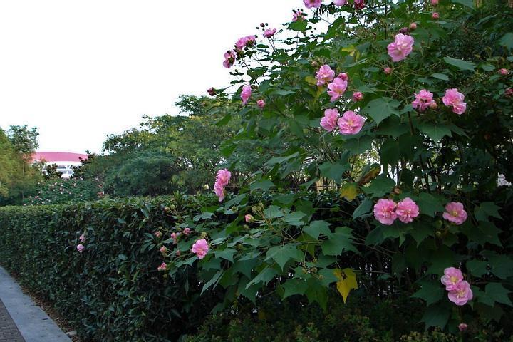 木芙蓉花有几种品种？详细介绍不容错过