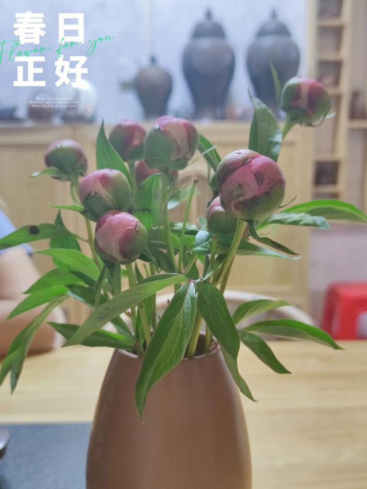 试论芍药在古代文化中的象征意义与雅称