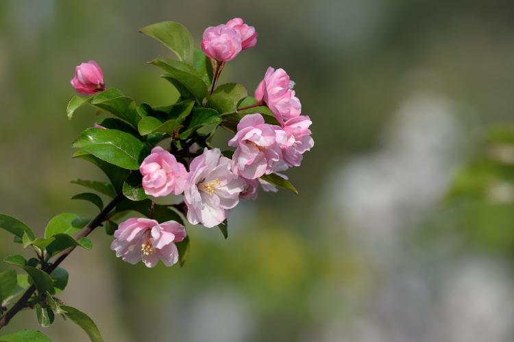 【海棠花开纪念酒】——芳香四溢，醇厚香韵，妙不可言