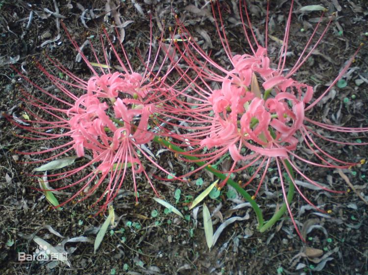 【彼岸花的花语和传说】：传说与现实的交织与变幻