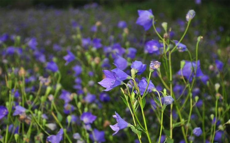 白桔梗花的寓意和花语：仪式感、清新与保护