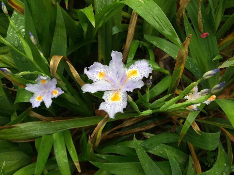 【真相大揭露】蓝蝴蝶花毒性怎么样？植物爱好者必看