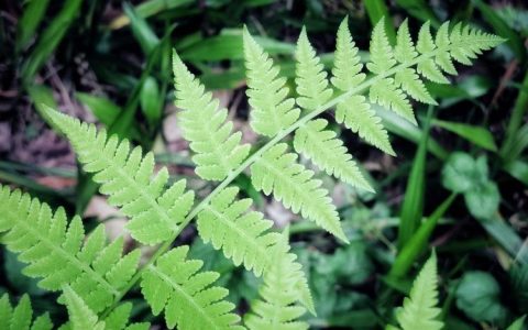 凤尾蕨属，仙境花园的不二之选！