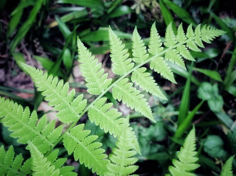 鸟巢蕨孢子：植物生长的奥妙之一