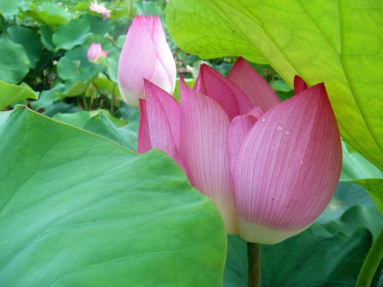 葱莲花的花语和寓意：有关平衡、美丽和正义的智慧之花