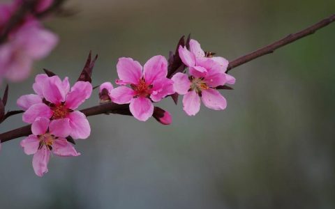 清明时节雨纷纷，路上行人欲断魂，借问桃花何处有？——经典桃花描写诗句分享