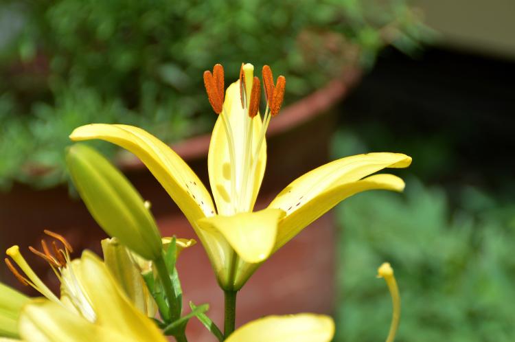 百合花种子的花期和开花时间