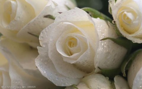 了解白玫瑰的花语意义，获得浪漫爱情的秘诀