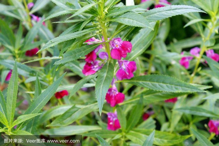 【凤仙花观察日记】- 背负责任的美丽，凭借智慧应对生命难题