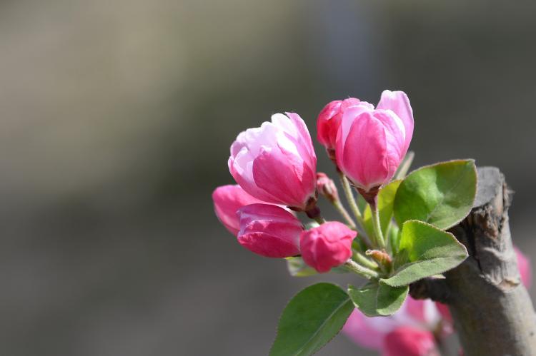 【花草小知识】海棠花开放的最佳时间和季节