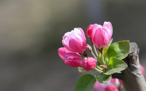 夏季海棠花的养护技巧，让您的花园充满色彩！