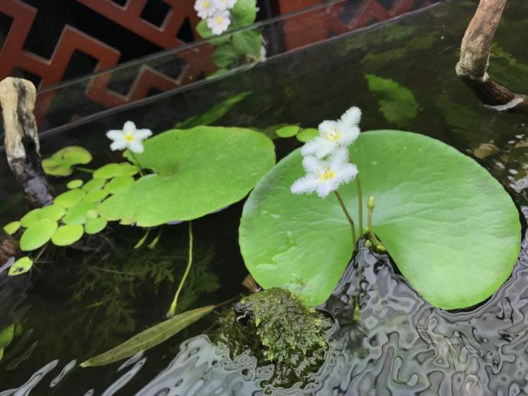 绿叶赏花好植物：如何选择适合生长环境的一叶莲