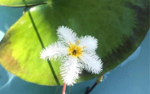 一叶莲爱水：“神仙植物”应该如何浇水？