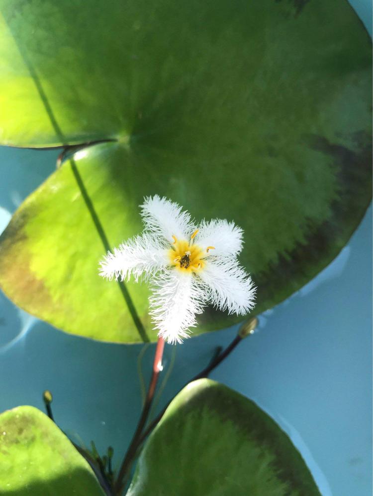 一叶莲爱水：“神仙植物”应该如何浇水？