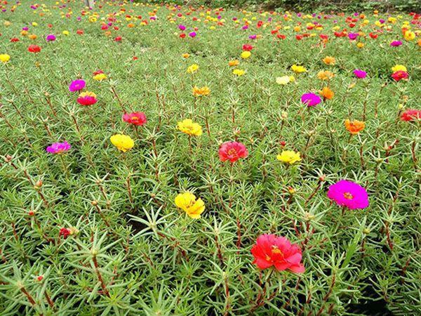 太阳花的养殖技巧与问题解答，让你的花儿越长越美！