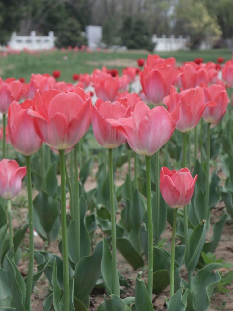 【白色郁金香的花语是什么】——揭秘白色郁金香的精神内涵