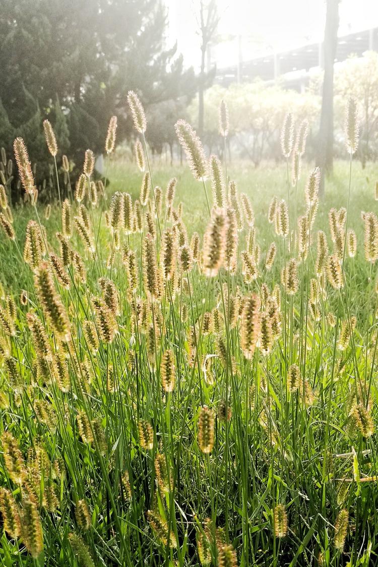 狗尾草的种植与养护指南