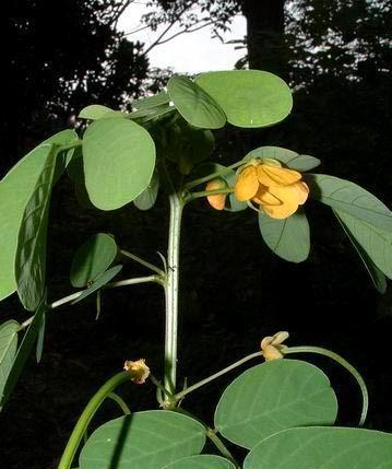 【粉叶决明】：神奇草本植物的“治愈力量”