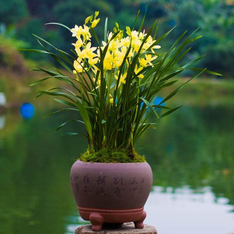 常见兰花品种，花开不败之年