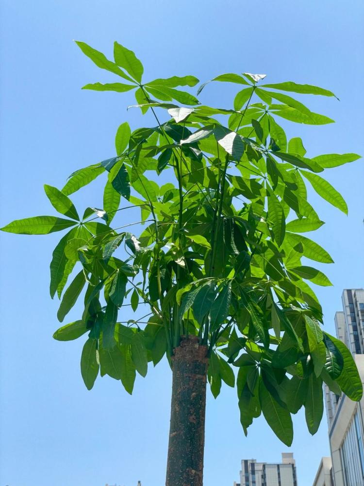 如何选土养富贵竹等高档植物，大发财树才能茁壮成长