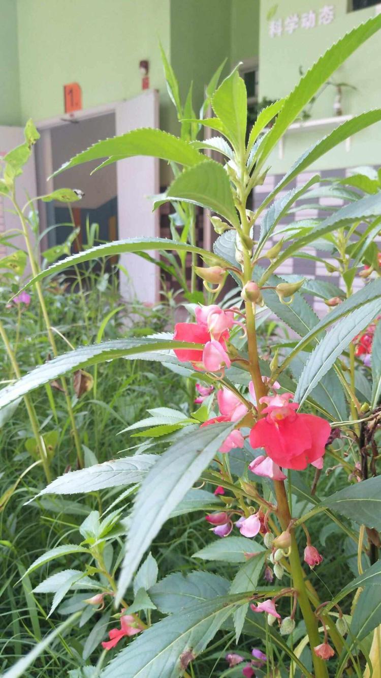 恋爱的季节，红红的指甲花染指甲更显青春美丽