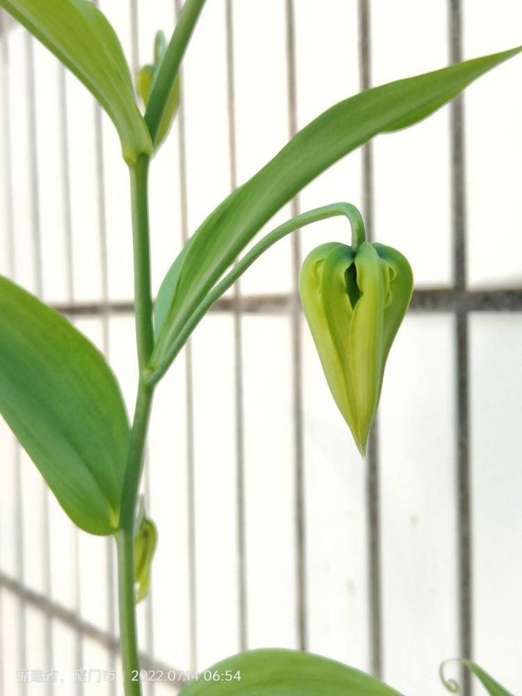 百合之花，爱的象征