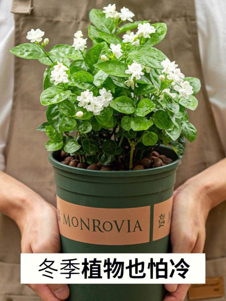 【一年四季，花开不断】茉莉花开花时间长，四季都有花开