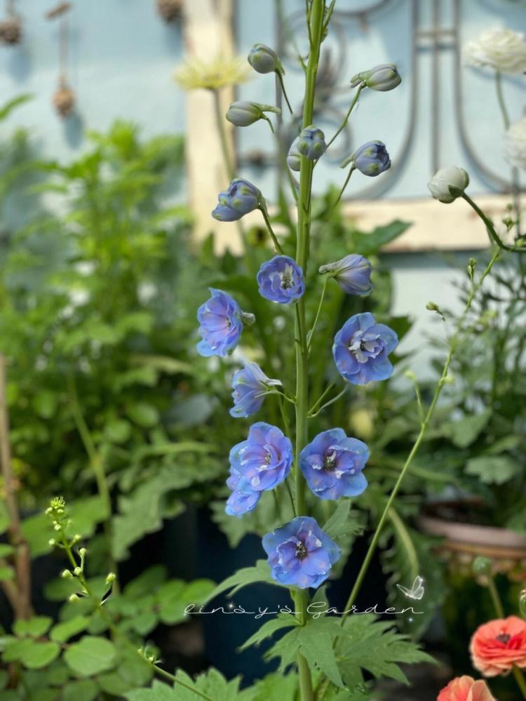 花香满溢吉祥如意，大花飞燕草花语的艺术性与文化内涵