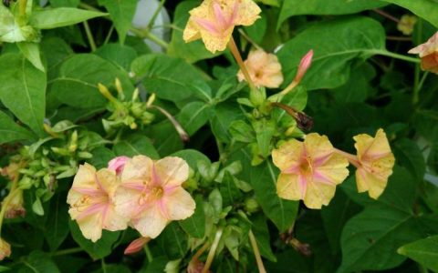 夏日花园彩蝶飞舞，紫茉莉科花程式为你带来视觉盛宴