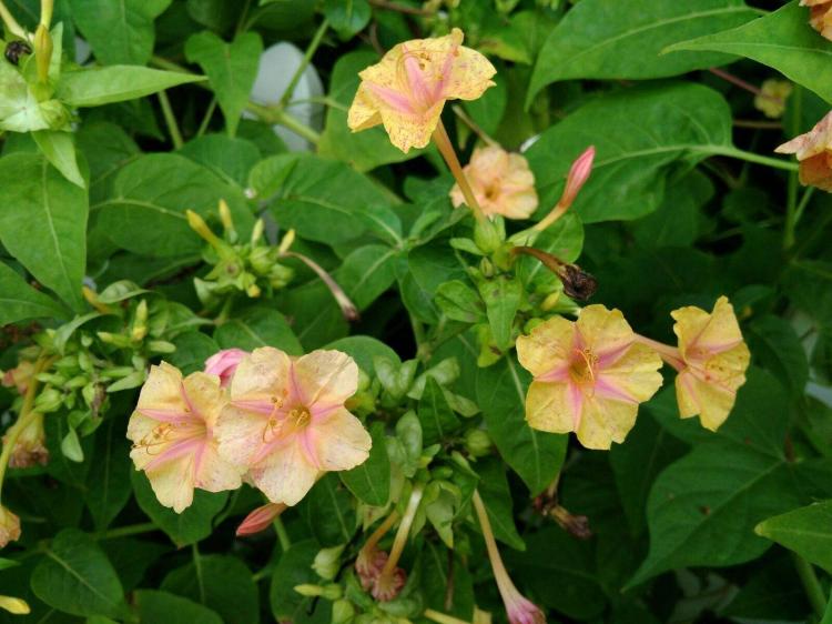 夏日花园彩蝶飞舞，紫茉莉科花程式为你带来视觉盛宴