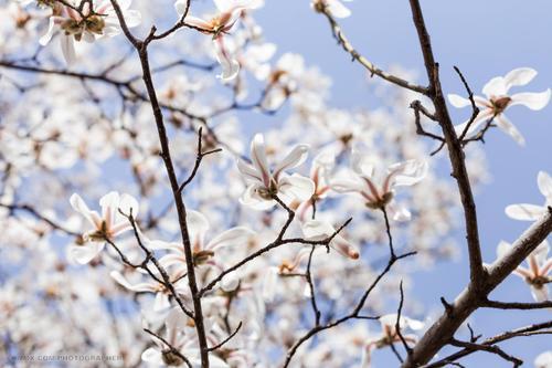 【天女木兰花】花朵外观特征及形态分析