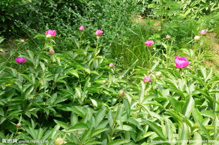 芍药的古代雅称及其传统文化内涵