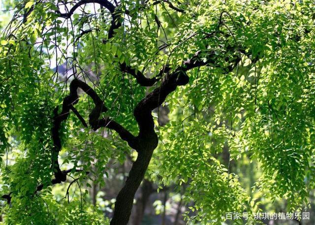 黄槐树的树木分类：从科学角度了解植物的分型和命名规则