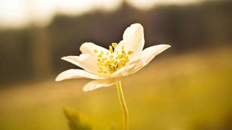 花语江南：迷人的花，让人流连忘返