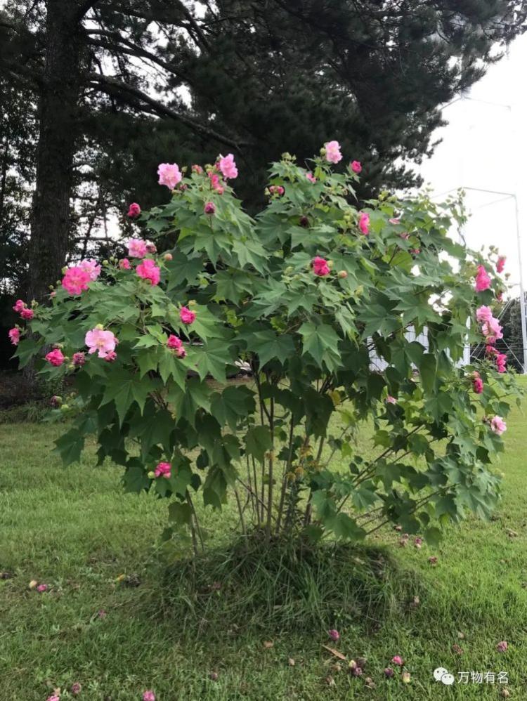 木芙蓉花有几种？详细分类介绍，一篇就够了