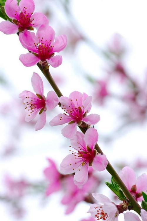 天香细雨润如酥，万紫千红春满园——桃花美景描写诗句大全