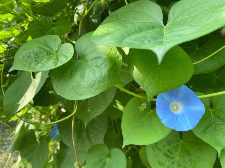 花语江南：轻抚牵牛花，感知不同的心境