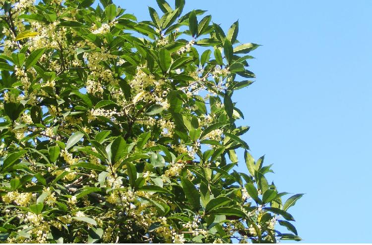 无根桂花树种植技术：轻松掌握的技巧