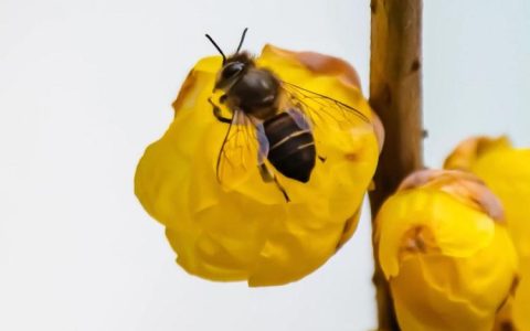 【腊梅等待的季节】如何预测腊梅的开花时间