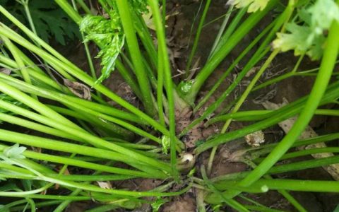 川芎花与其他香草植物的区别和联系