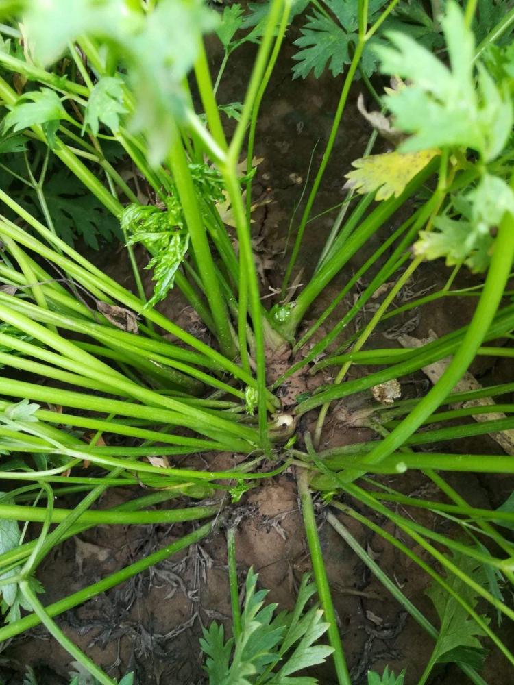 川芎花与其他香草植物的区别和联系