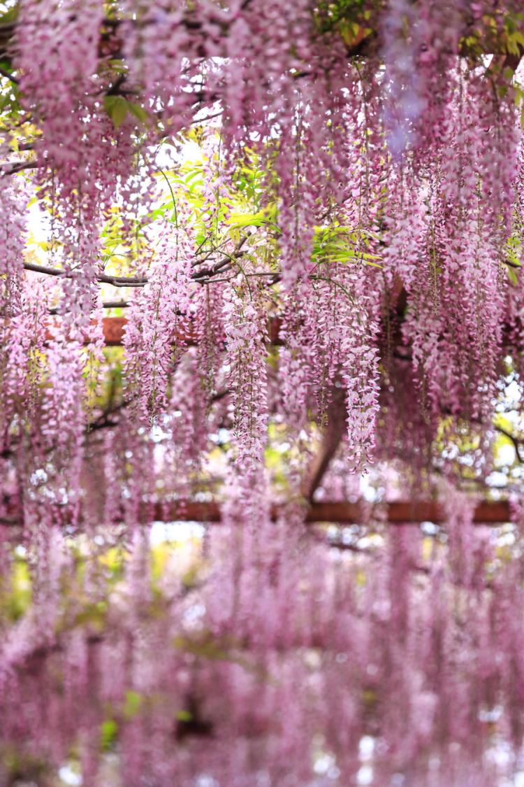 紫藤花花语解说：爱情、信任和友情