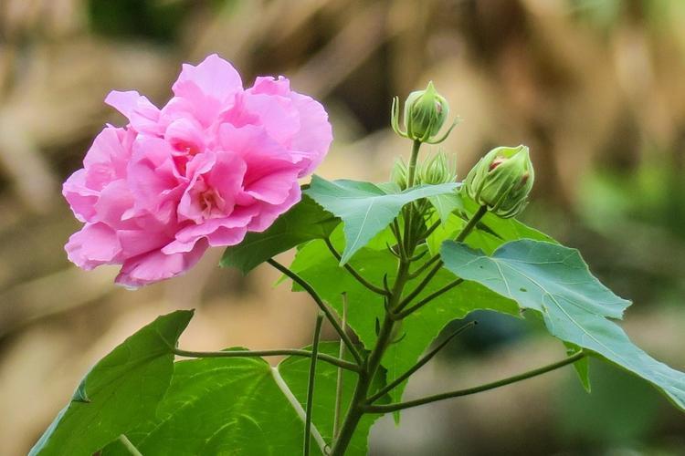 木芙蓉花品种介绍：了解这五种不同的花色