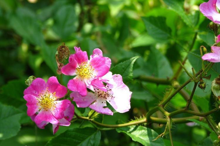 【蔷薇花品种】不同品种的开花时间有何不同？