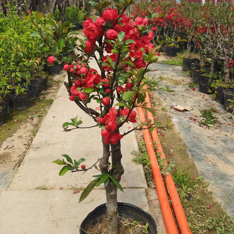 醉心海棠花开酒，嗅一片素馨少一分烦忧