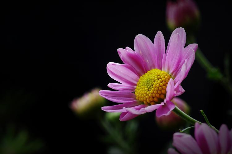 男生送女生雏菊：从古代文化到现代浪漫的象征