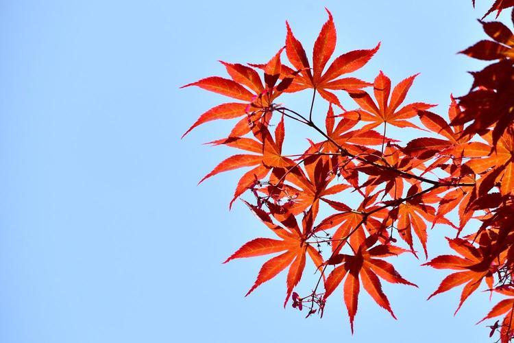 这些红叶植物你分得清吗？从日本红枫和鸡爪槭开始