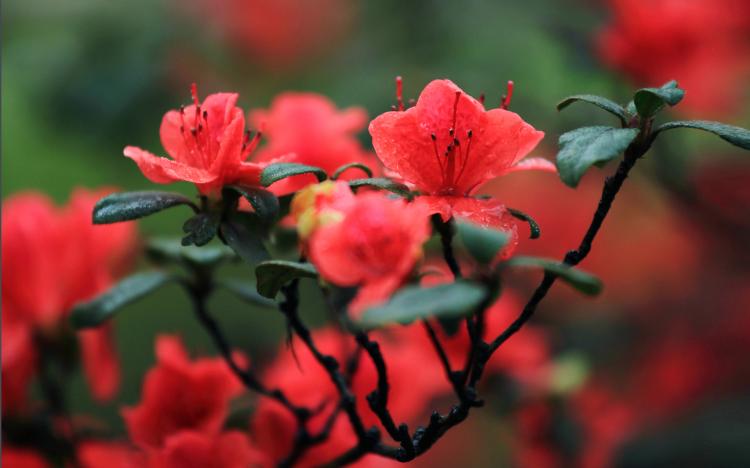 杜鹃花紫色的花语是什么？神秘独特的情感传达