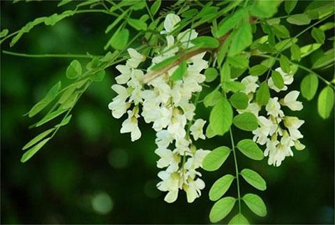 香花槐花期解析，从春季到夏季都能看到它。